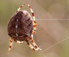 Orb web spider (Chris Cooper)
