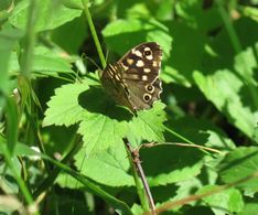 Speckled wood 